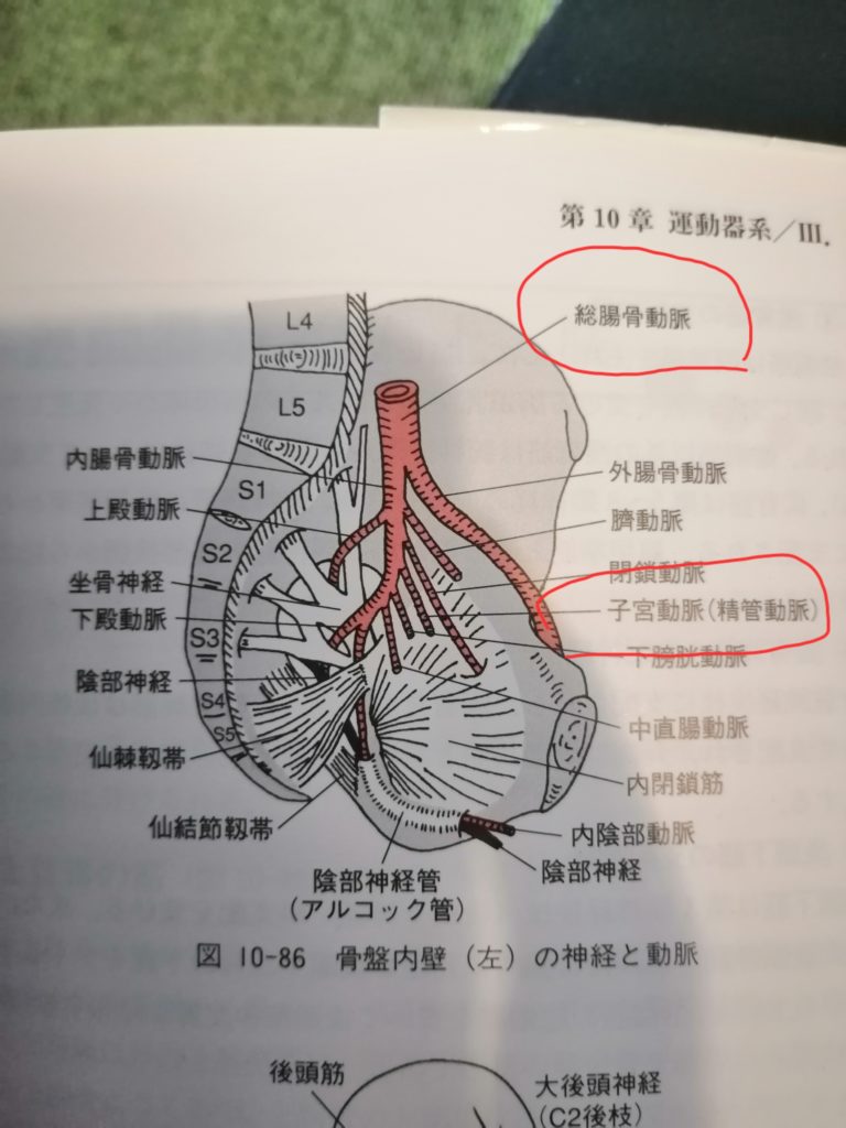 総腸骨動脈の骨盤内の解剖学図
