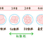 受精卵が胚盤胞になるまで