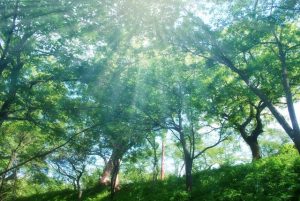 不妊治療における鍼灸治療