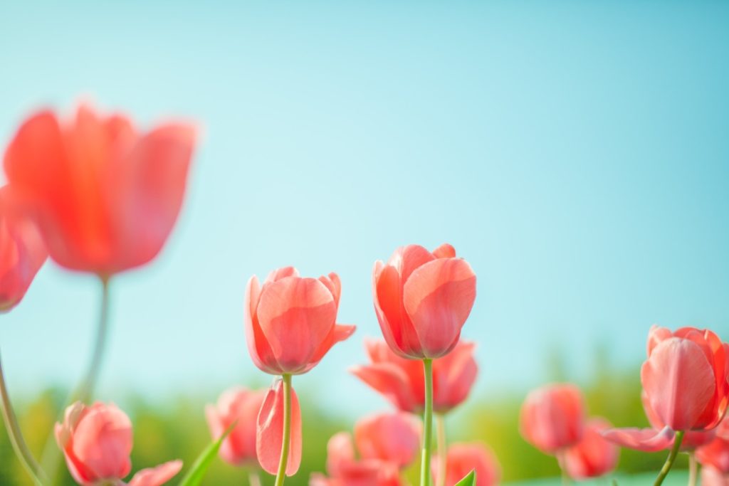 お花