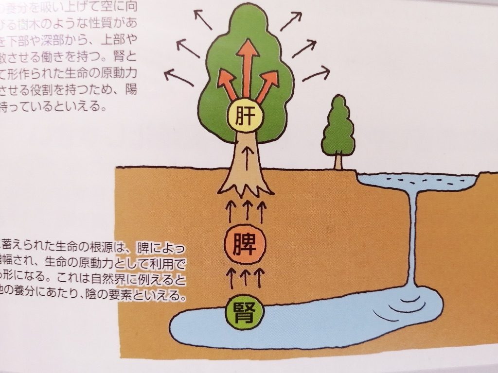 東洋医学