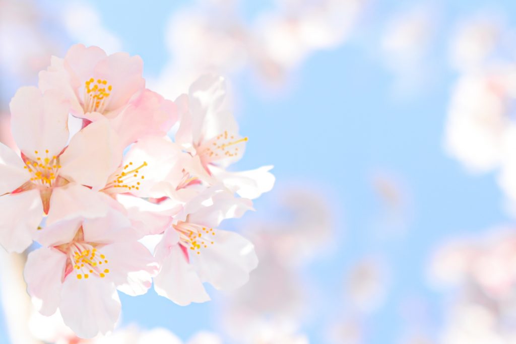 桜